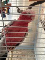 Roze kaketoe met kooi en toebehoren, Vrouwelijk, Papegaai, Geringd