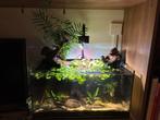COMPLETE overname aquarium voor KLEINE prijs, Ophalen, Gebruikt, Gevuld zoetwateraquarium