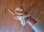 Python regius, Dieren en Toebehoren, Slang