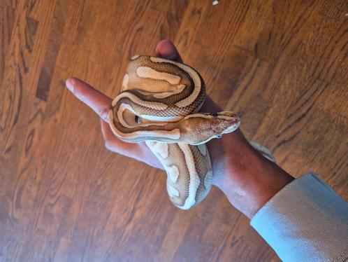 Python regius, Dieren en Toebehoren, Reptielen en Amfibieën, Slang