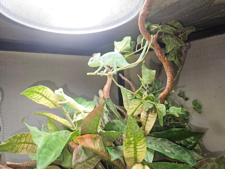 Chamaeleo calyptratus Jemenkameleon