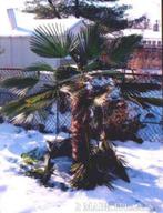 25 x Trachycarpus Fortunei, Winterhard Palmboom zaad, Gehele jaar, Ophalen, Zaad