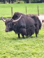 2 yaks, Dieren en Toebehoren, Meerdere dieren, 7 tot 10 jaar