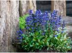 6 x Ajuga Reptans, kruipend zenegroen - uit eigen tuin, Tuin en Terras, Planten | Tuinplanten, Ophalen of Verzenden