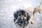 Help Pets Adoptie Sarplaninac, Alabay, Herder, Saint Bernard, Particulier, Buitenland, Parvo, Meerdere