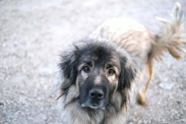 Help Pets Adoptie Sarplaninac, Alabay, Herder, Saint Bernard, Dieren en Toebehoren, Honden | Niet-rashonden, Middel, Meerdere dieren