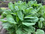 Spruitjesplanten en boerenkool planten, Tuin en Terras, Ophalen