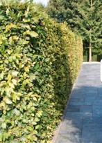 Beukenhaag, Ophalen of Verzenden, Beukenhaag, 100 tot 250 cm