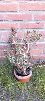 Jadeplant - crassula, Ophalen of Verzenden, Vetplant, Halfschaduw, Minder dan 100 cm