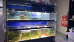 Aquarium stelling , (zonder techniek), Dieren en Toebehoren, Gebruikt, Ophalen of Verzenden, Leeg aquarium