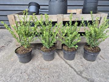 Ilex Crenata Caroline Upright - ideale buxusvervanger beschikbaar voor biedingen