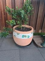 Plantenbak met plant, Ophalen, Rond, Kunststof, Minder dan 30 cm