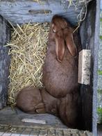 Konijn met 3 jongen, Dieren en Toebehoren, Konijnen, Meerdere dieren, Middelgroot, 0 tot 2 jaar
