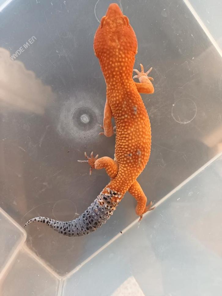 Eublepharis macularius man