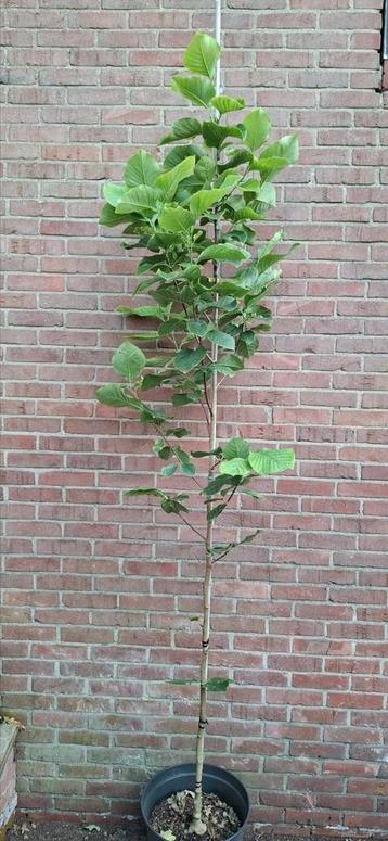 Magnolia 'judy zuk' beschikbaar voor biedingen