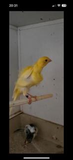 Heel mooie kanaries koppel, Dieren en Toebehoren, Vogels | Kanaries, Meerdere dieren