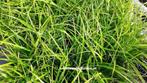 Carex Irisch green zegge groenblijvend siergras, Winter, Halfschaduw, Siergrassen, Ophalen