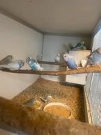 Grasparkietjes, Dieren en Toebehoren, Vogels | Parkieten en Papegaaien, Meerdere dieren, Parkiet