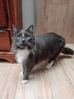 MJM Dogs Foundation: Boy nog beschikbaar., Dieren en Toebehoren, Kater, Langharig, 0 tot 2 jaar