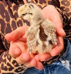 Zijdehoen kriel kuikens beschikbaar, Dieren en Toebehoren, Pluimvee, Geslacht onbekend, Kip