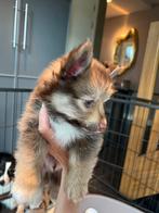 Unieke en onweerstaanbare pup zoekt zijn gouden mandje! ️, Reu, CDV (hondenziekte), 8 tot 15 weken, Eén hond