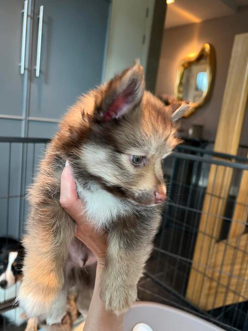Unieke en onweerstaanbare pup zoekt zijn gouden mandje! ️, Dieren en Toebehoren, Honden | Niet-rashonden, Reu, Particulier, Eén hond