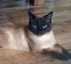 Siamees thai, Dieren en Toebehoren, Katten en Kittens | Raskatten | Korthaar, Kater