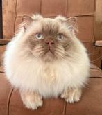 Brits Langhaar cinnamon point dekkater (niet te koop), Dieren en Toebehoren, Katten en Kittens | Dekkaters