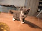 Jonge poesjes half main coone, Dieren en Toebehoren, Katten en Kittens | Overige Katten, Meerdere dieren