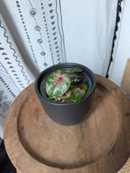 Caladium, Huis en Inrichting, Kamerplanten, Ophalen of Verzenden, Halfschaduw, Minder dan 100 cm