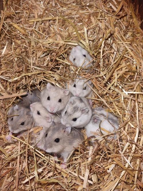 Russische dwerghamsters, Dieren en Toebehoren, Knaagdieren, Meerdere dieren, Hamster, Tam