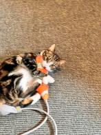 Kitten 6 maanden oud !
