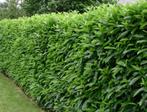 Laurier Caucasica haagplanten, Ophalen of Verzenden, Laurier, Haag, 100 tot 250 cm