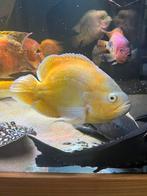 oscar lemon, Dieren en Toebehoren