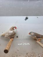 Te koop oranje isabel, Dieren en Toebehoren, Mannelijk, Kleurkanarie