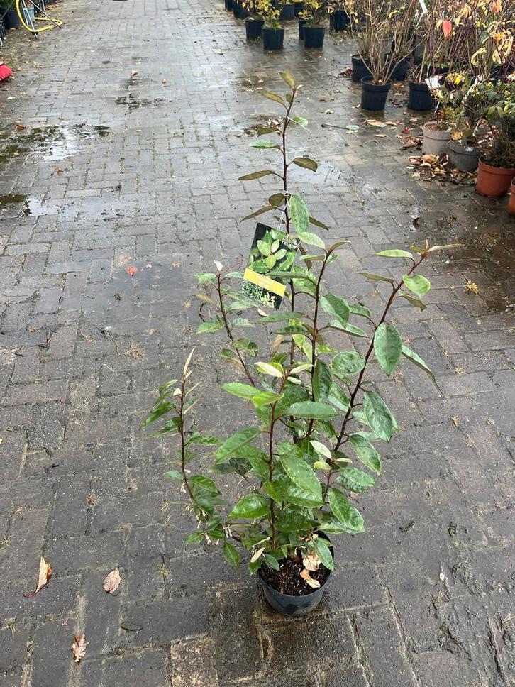 Olijfwilg - Elaeagnus ebbingei, Tuin en Terras, Planten | Tuinplanten, Vaste plant, Overige soorten, Volle zon, Herfst, Ophalen