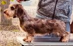 Mooie bruin tan getijgerde ruwhaar kaninchen dekreu, Dieren en Toebehoren, CDV (hondenziekte), Kaninchen, 3 tot 5 jaar, Buitenland