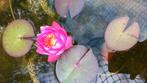 Waterlelie in diverse kleuren, Tuin en Terras, Vijvers, Ophalen of Verzenden, Nieuw
