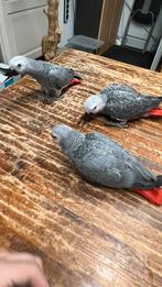 Grijze roodstaarten babys, Dieren en Toebehoren, Vogels | Parkieten en Papegaaien, Meerdere dieren, Papegaai, Pratend