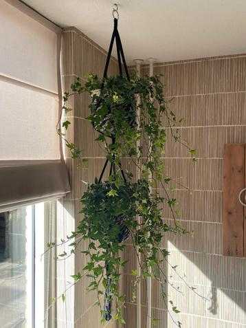 Leuke zwart gemêleerde dubbele hanger compleet met hedera beschikbaar voor biedingen