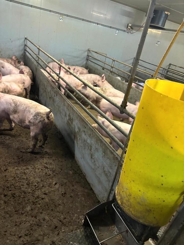 Kunststof hokinrichting vleesvarkens [812], Dieren en Toebehoren, Stalling en Weidegang