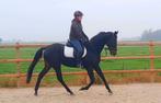 Super mooie allrounder, Dieren en Toebehoren, Paarden, Merrie, B, Gechipt, 7 tot 10 jaar