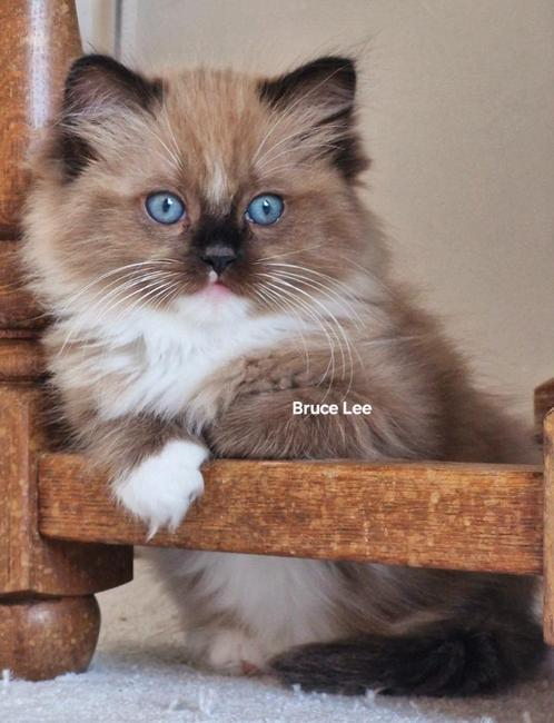 Mooiste mink en Sepia Raszuivere Ragdoll kittens, Dieren en Toebehoren, Katten en Kittens | Raskatten | Langhaar, Kater, 0 tot 2 jaar