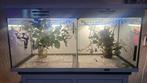 Te koop aquarium met wandelende takken en Flappentakken., Dieren en Toebehoren, Wandelende tak