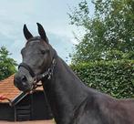 Knappe merrie, Dieren en Toebehoren, Paarden, Merrie