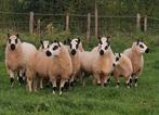 Mooie stamboek Kerry Hill schapen ooien en lammeren. , Dieren en Toebehoren, Schapen, Geiten en Varkens, Vrouwelijk, Schaap, 0 tot 2 jaar