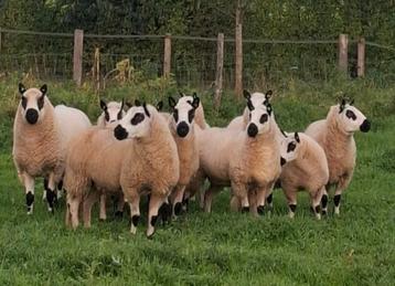 Mooie stamboek Kerry Hill schapen ooien en lammeren.  beschikbaar voor biedingen