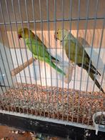 Diverse soorten vogels en aluminium voliere panelen, Dieren en Toebehoren, Vogels | Parkieten en Papegaaien, Meerdere dieren, Parkiet