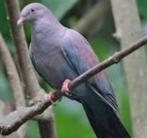 Salvin duiven, Dieren en Toebehoren, Vogels | Duiven, Meerdere dieren, Overige soorten
