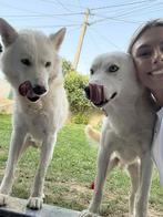 Help Pets Adoptie Husky Zwitserse Herder Mix uit Bosnie, Dieren en Toebehoren, Particulier, Rabiës (hondsdolheid), Buitenland